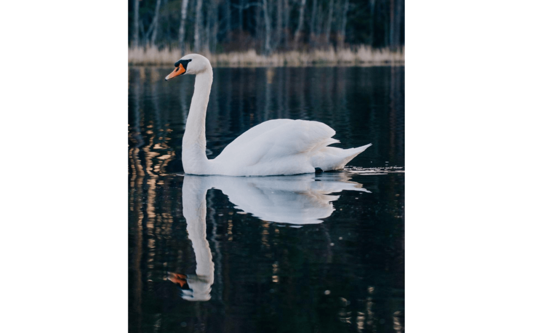 Swan on the water