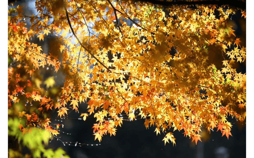 fall leaves