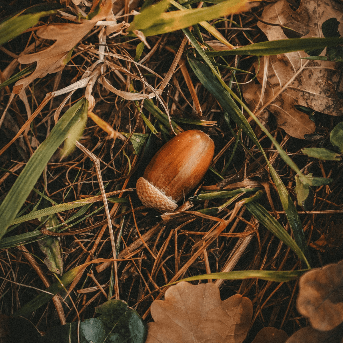 Acorn in grass