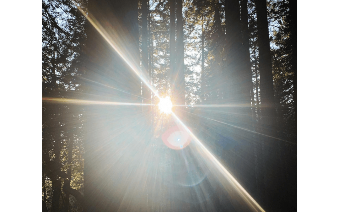Sun in redwoods