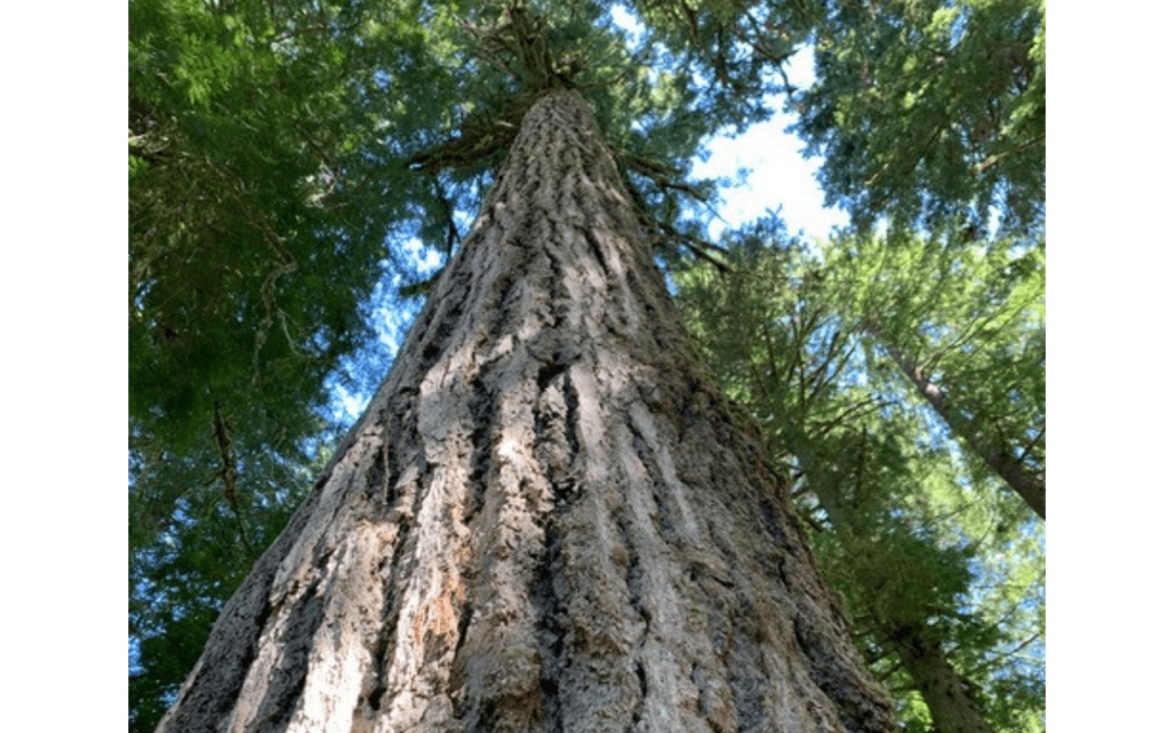 looking up at a redwood