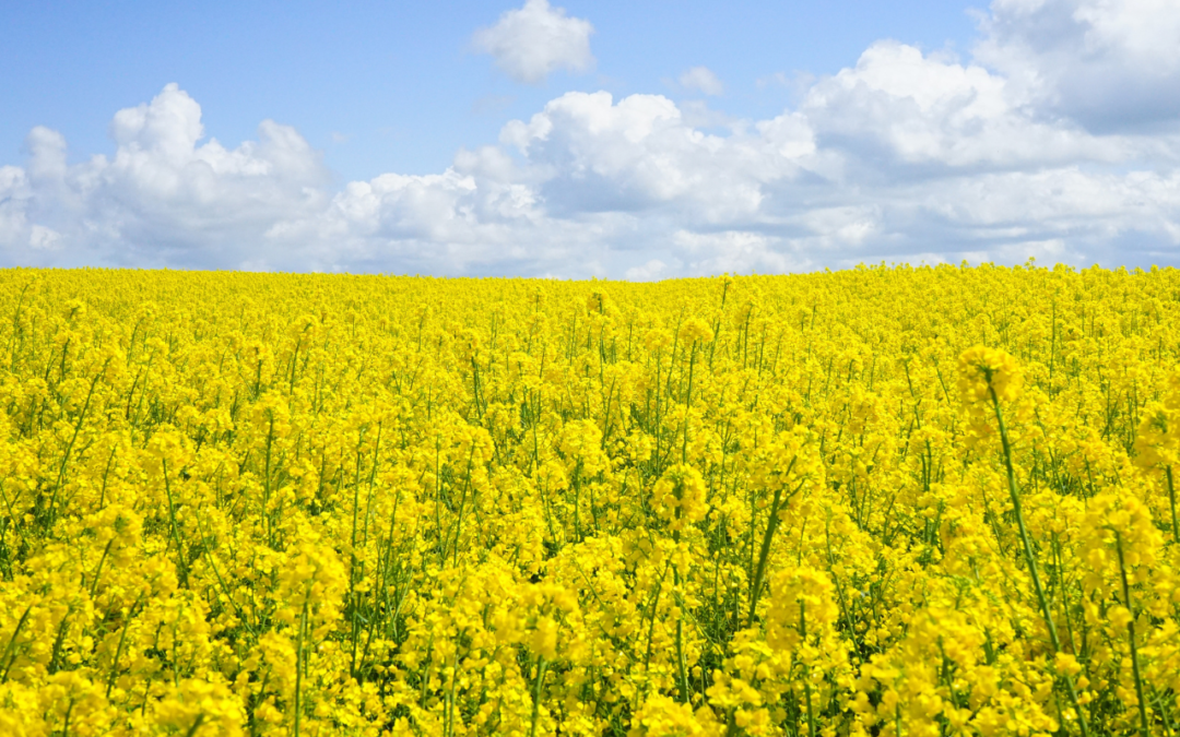 field of mustard flower